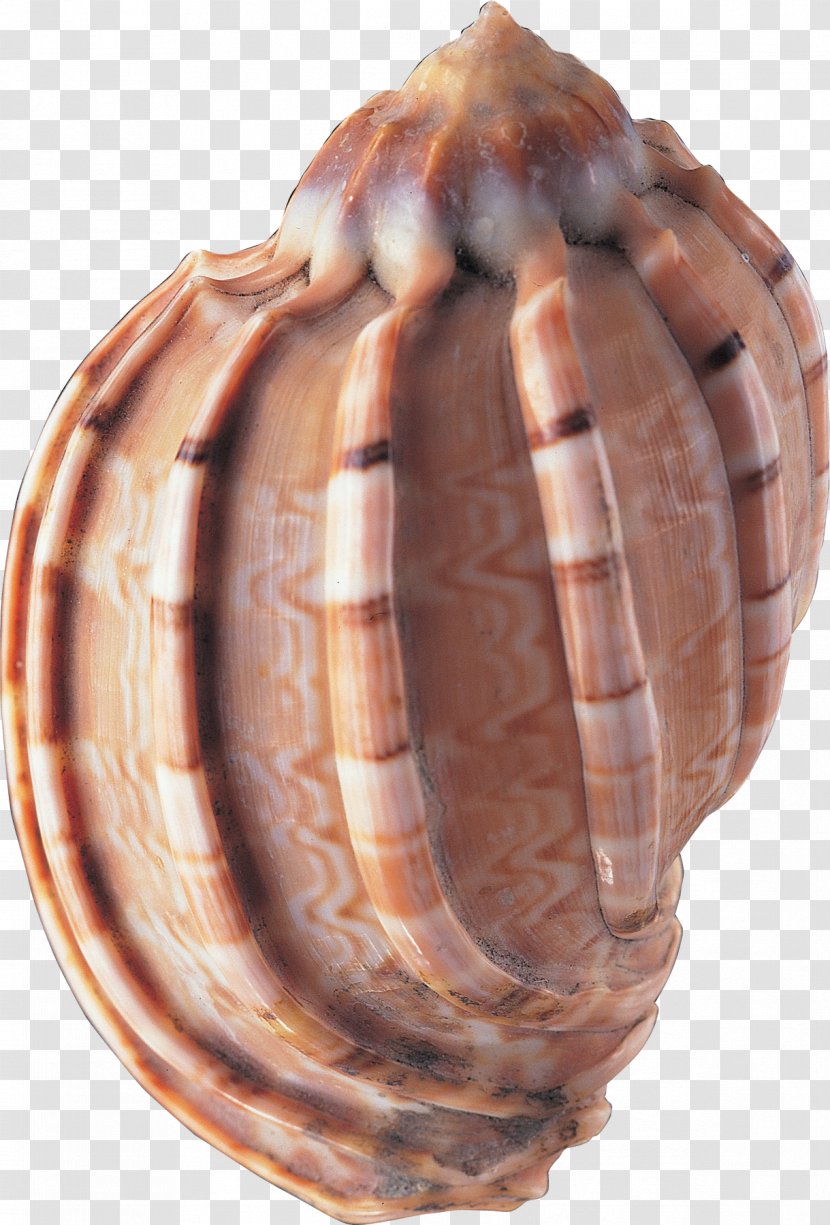 Seashell Animal Clip Art - Conidae Transparent PNG