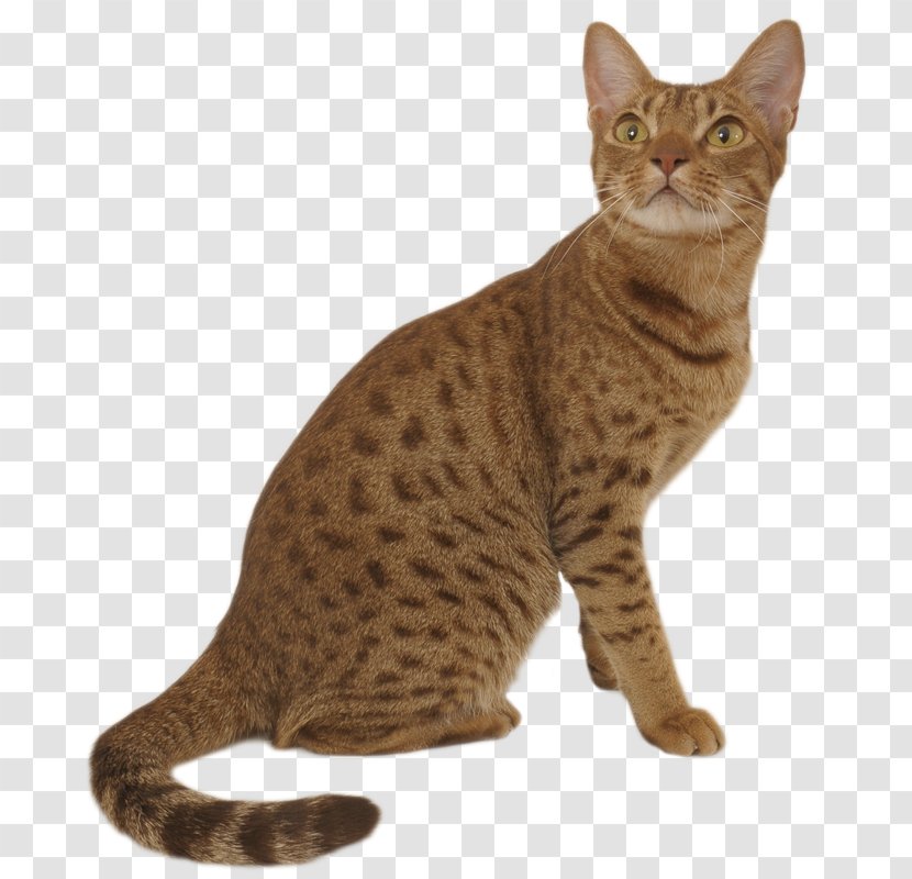 Ocicat Exotic Shorthair Savannah Cat Siberian Toyger - Mammal - Kitten Transparent PNG