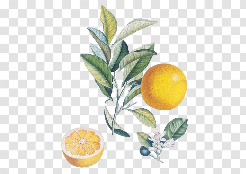 The Persistence Of Memory Watercolor Painting Fruit Salvador Dalxed Museum - Food Lemon Transparent PNG