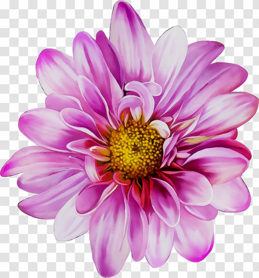 Chrysanthemum Stock Photography Royalty-free Flower Image - Petal - Magenta Transparent PNG