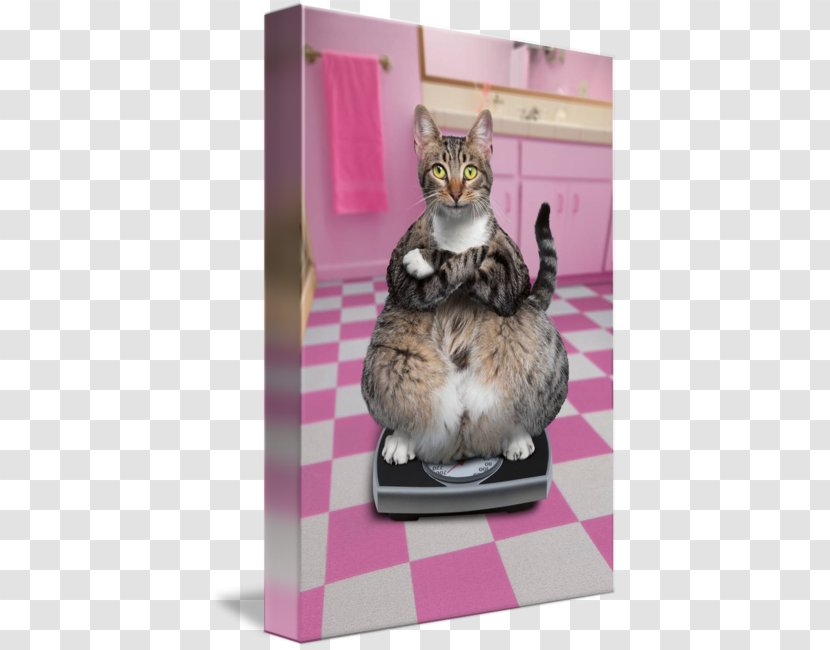 Kitten Whiskers Cat Dog - Shower Transparent PNG