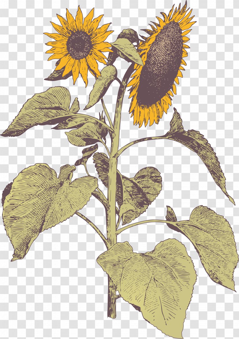 Flower Painting No - Arumlily - Sunflowers Transparent PNG