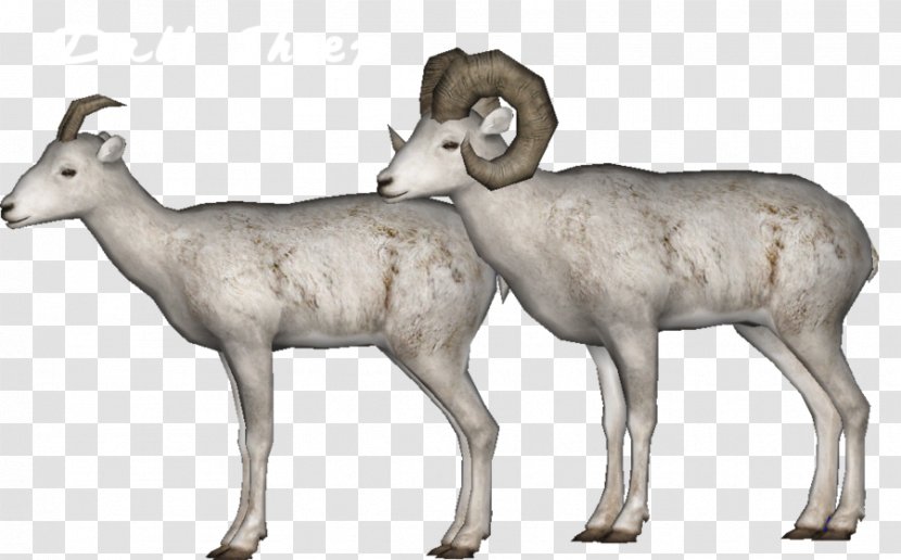 Argali Deer Mr. Krabs Antelope Sheep - Terrestrial Animal Transparent PNG