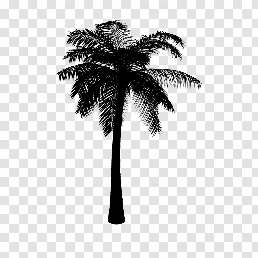 Asian Palmyra Palm Coconut Black & White - Tree - M Date Trees Transparent PNG