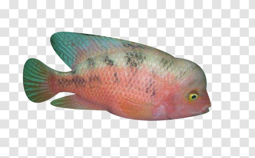 Northern Red Snapper Fish Biology Ocean - Perch - Lonely Transparent PNG