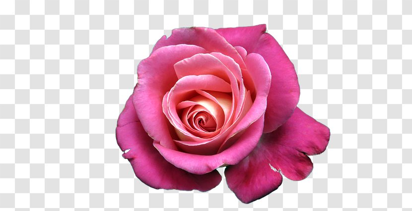 Garden Roses Cabbage Rose Still Life: Pink China - Purple - Flower Transparent PNG
