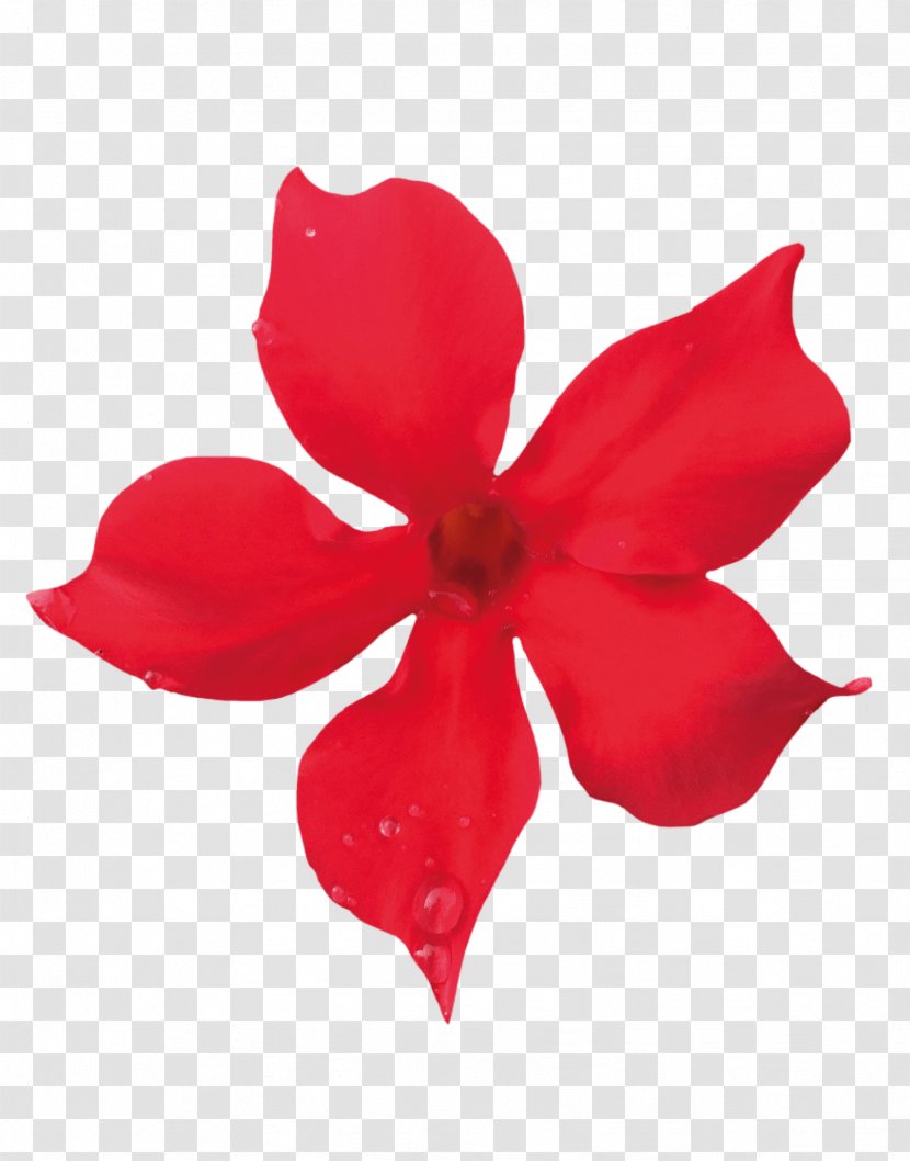 Flower Petal Rocktrumpet Red Color - Petals Transparent PNG