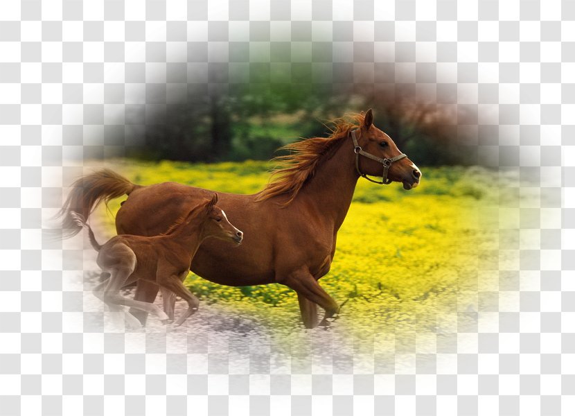 Foal Arabian Horse Stallion Mare Desktop Wallpaper - Mobile Phones - Mustang Transparent PNG