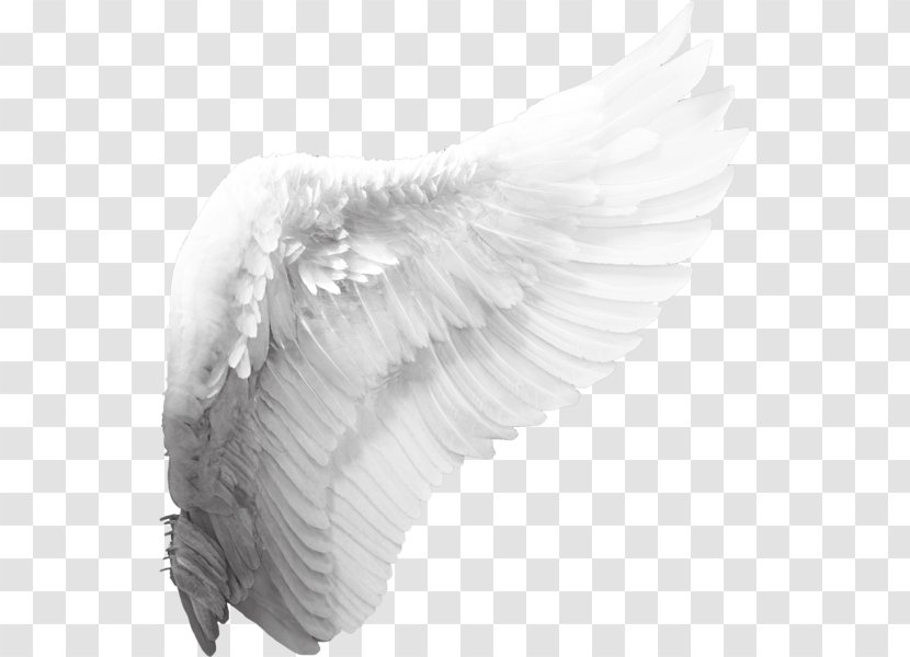 Cherub Angel Wing Clip Art - Wings Transparent PNG