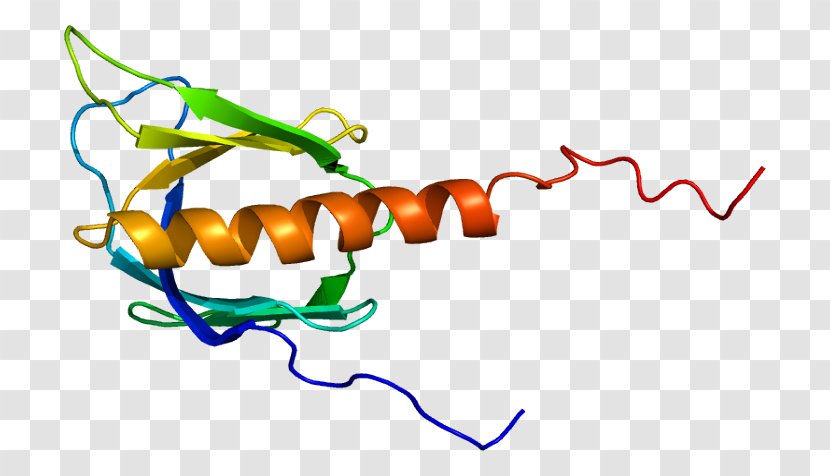Beta Adrenergic Receptor Kinase Protein A Adrenaline - Arrestin - Beta2 Transparent PNG