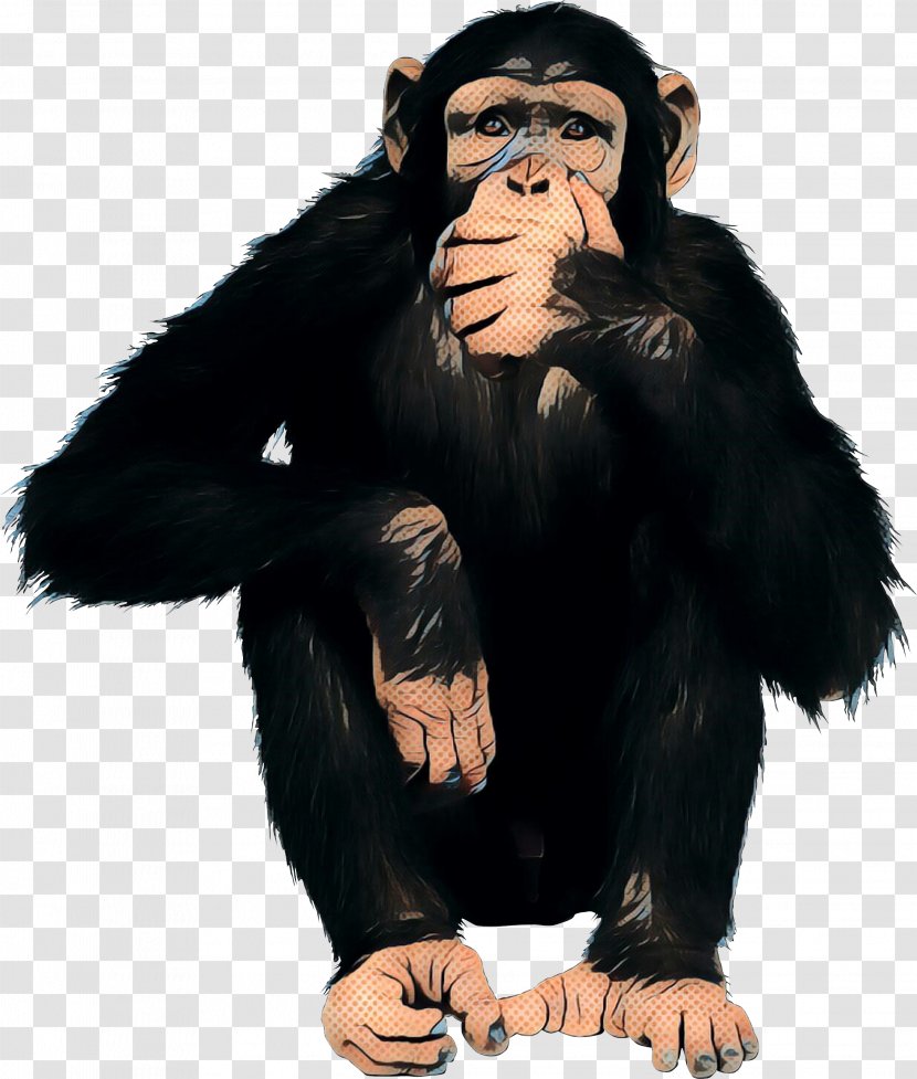 Chimpanzee Western Gorilla Human Behavior Blog Transparent PNG