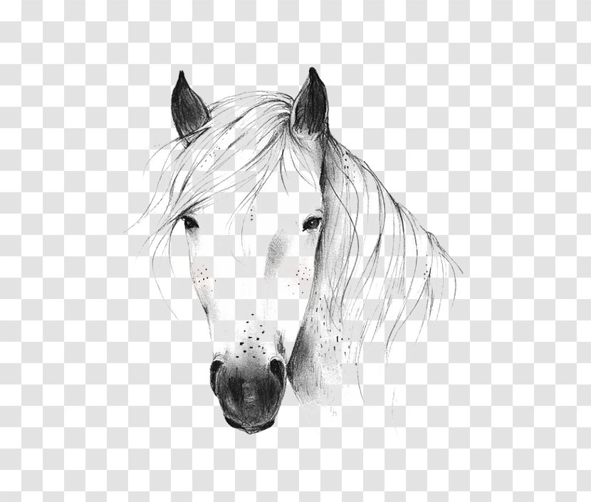 Wild Horse Drawing Illustration - Livestock - Whitehorse Transparent PNG