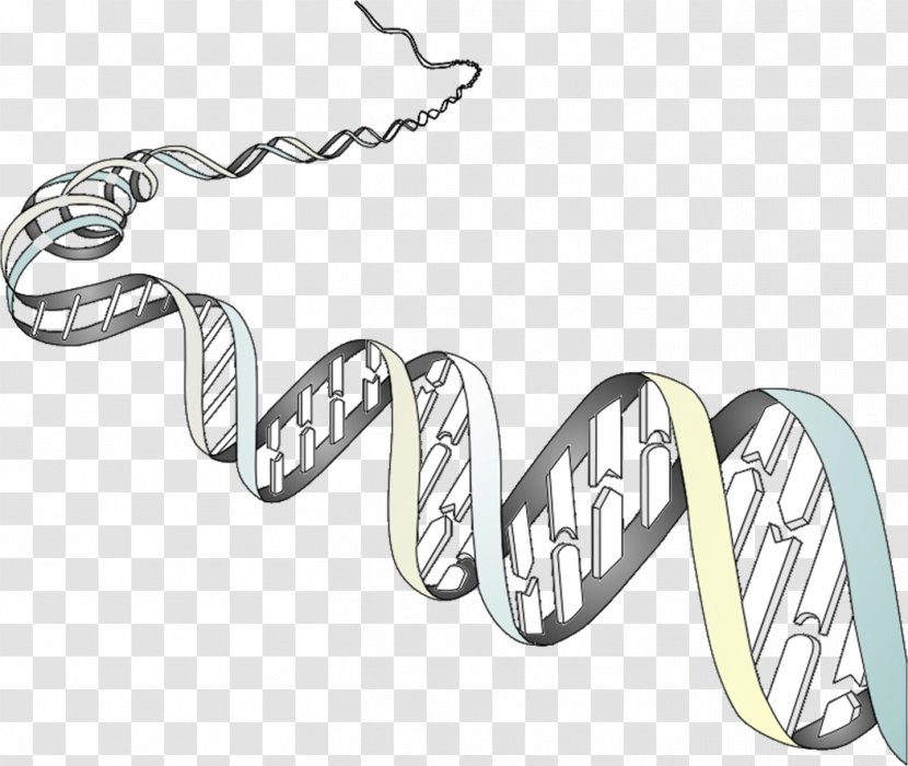 Genetics Organism Cell Phenotype Chromosome - Biology - Genetica Transparent PNG