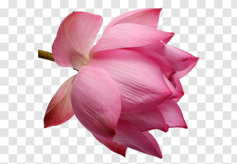 Cut Flowers Petal Rose Family Clip Art - Royaltyfree - Flower Transparent PNG