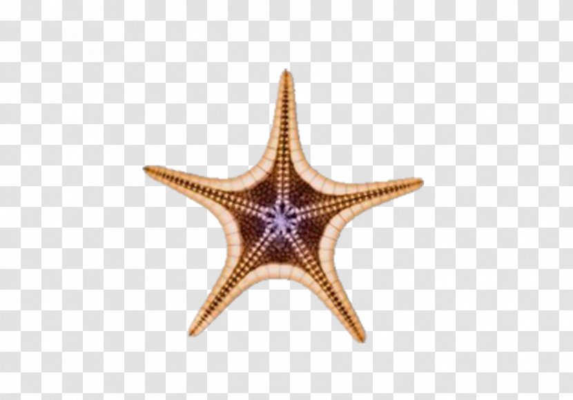 Starfish Euclidean Vector Download Icon Transparent PNG