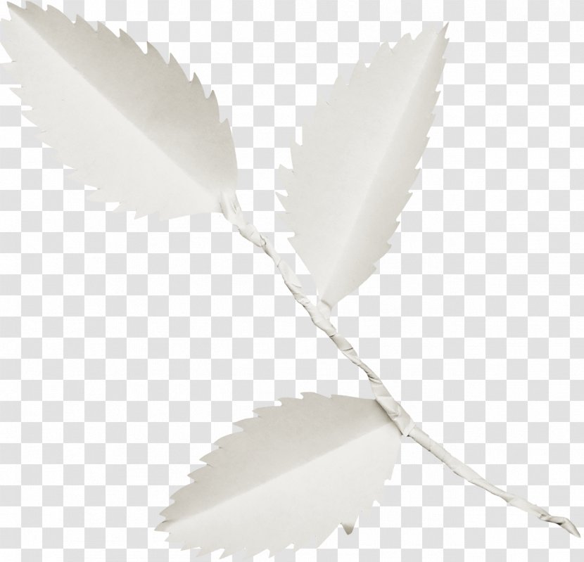 Leaf - Wing Transparent PNG