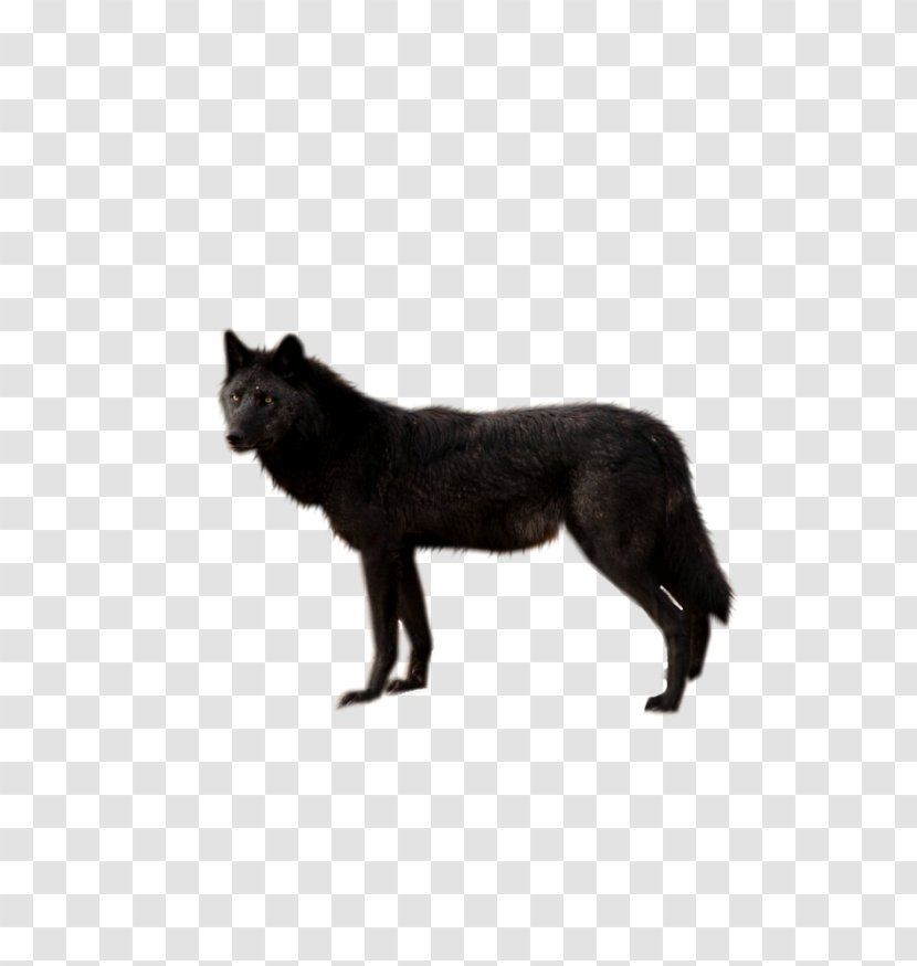 Dog Wolf Walking Black Coyote - Mammal Transparent PNG