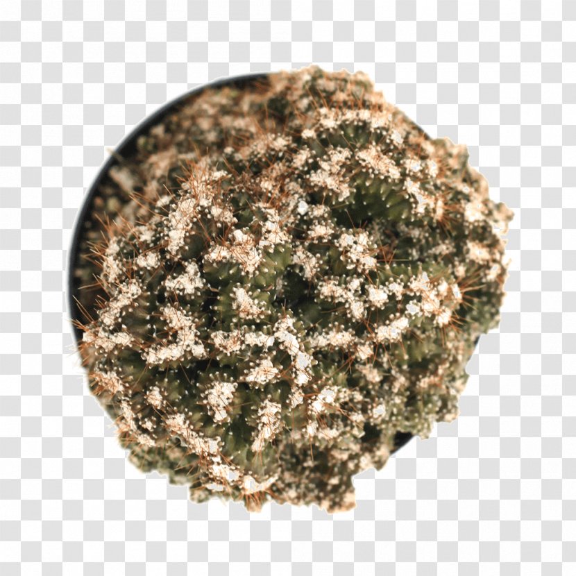 Cereus Repandus Mineral If(we) Tagged Plant - Aloinopsis Transparent PNG