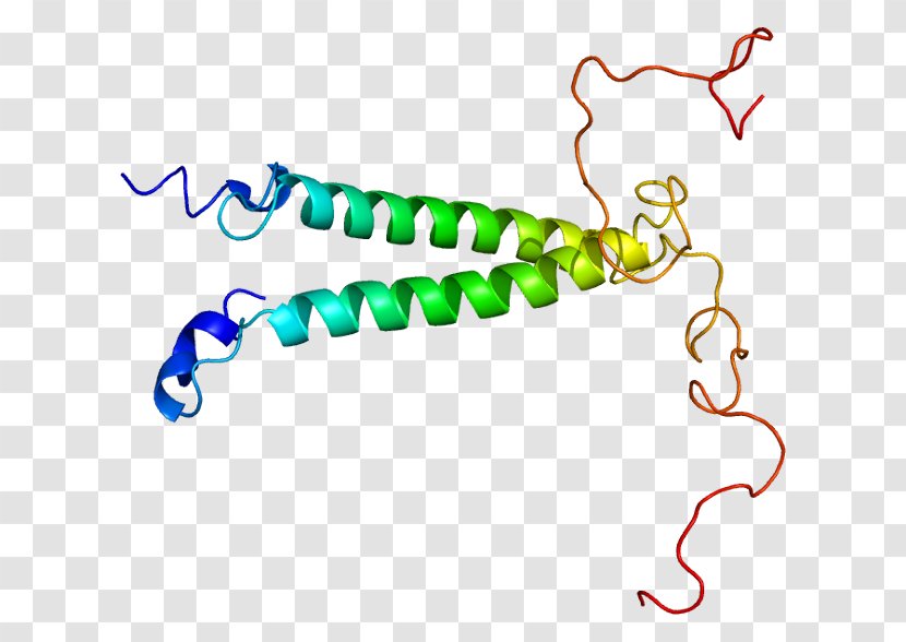 Gene TSC22D3 Protein Leucine Zipper TSC22D1 - Heart - Watercolor Transparent PNG