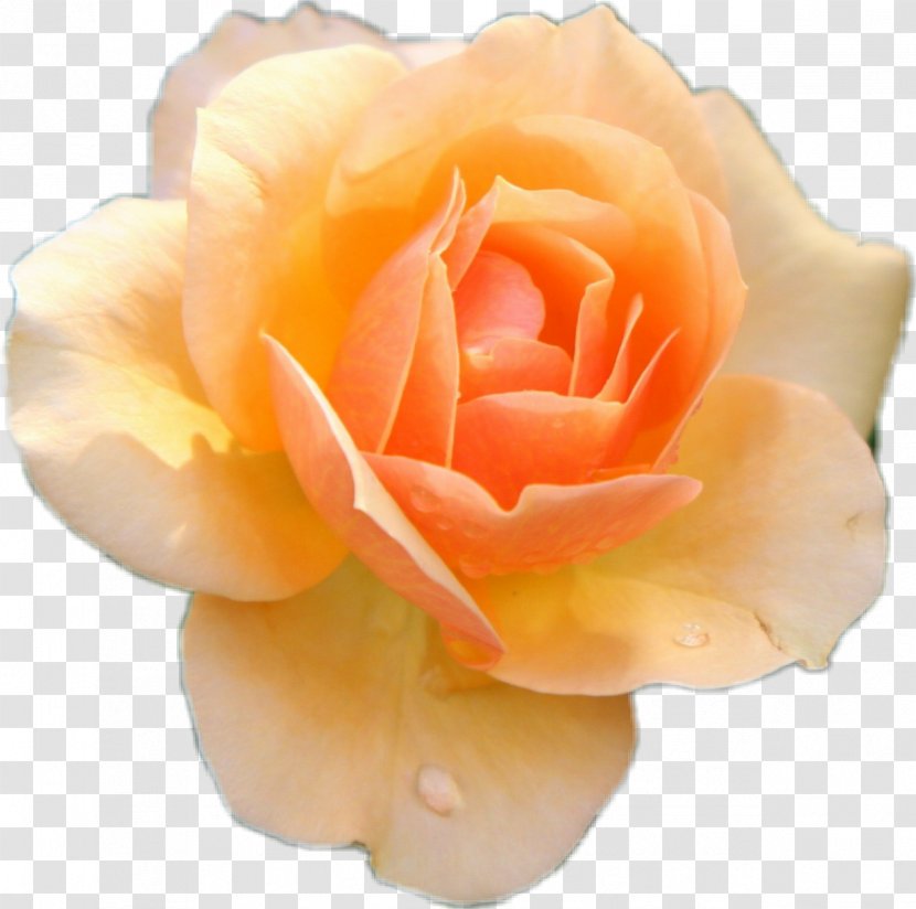 Rose Flower Stock Photography Image - Floribunda Transparent PNG