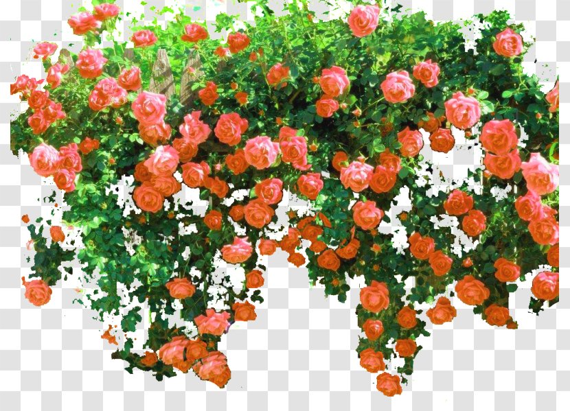 Rose Shrub Flower Clip Art - Landscaping Transparent PNG
