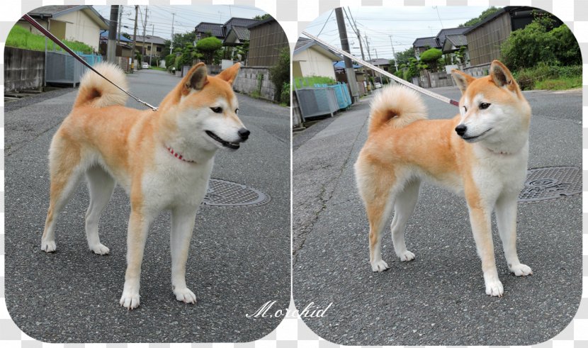 Shiba Inu Shikoku Akita East Siberian Laika West - Dog - Puppy Transparent PNG