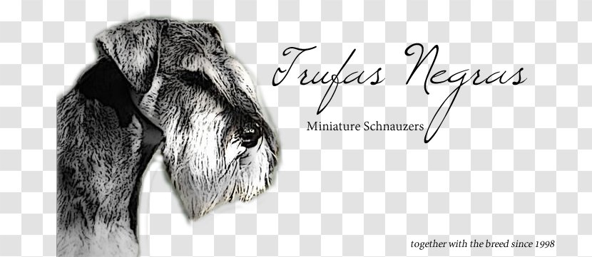 Dog Breed Miniature Schnauzer Snout Périgord Black Truffle - Neck Transparent PNG