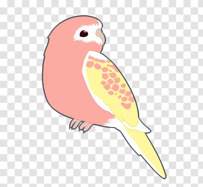 Budgerigar Clip Art Bird Cockatiel Parakeet - Artwork Transparent PNG