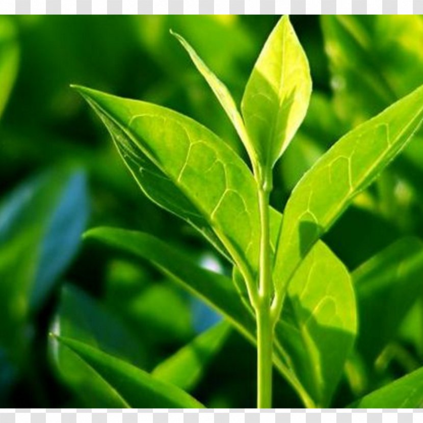 Tea Tree Oil Organic Food Camellia Sinensis - Herb - Green Transparent PNG