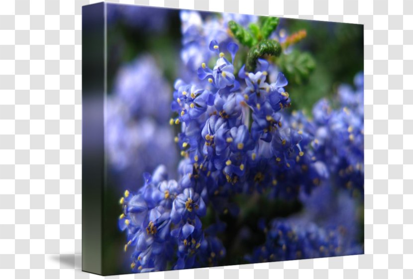 English Lavender Larkspur Catnips - Flora - Blueberries Watercolor Transparent PNG