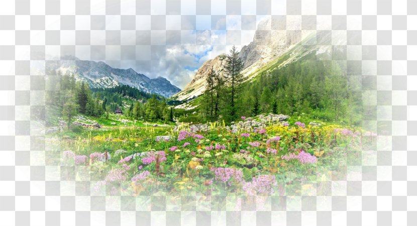 Desktop Wallpaper Nature Story Kazakhstan Flora Yandex - Landscape Transparent PNG