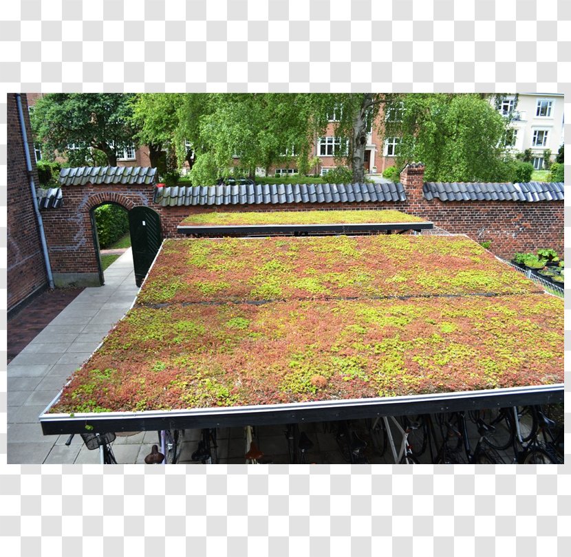 Green Roof Stonecrop BG Byggros A/S Callapor - Garden - Sedum Transparent PNG