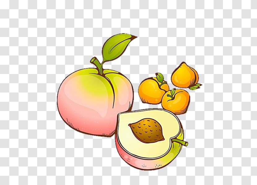 Peach Fruit Drawing - Food - Gratis Transparent PNG