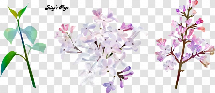 Cut Flowers Floral Design Image - Plant - Concentrated Flow Water Sheet Transparent PNG