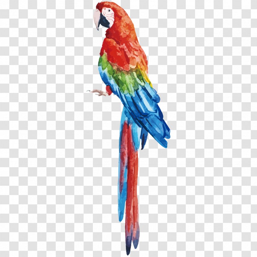 Parrot Bird Vector Graphics Stock Photography Royalty-free - Lorikeet - Avianca Ornament Transparent PNG