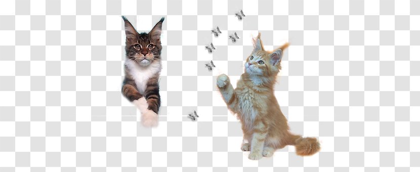 Kitten Whiskers Saskakhan Maine Coon Zucht Cattery - Paw Transparent PNG