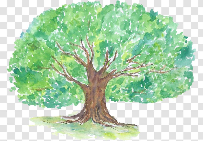 Woody Plant Tree Organism - Elements Of Life Transparent PNG