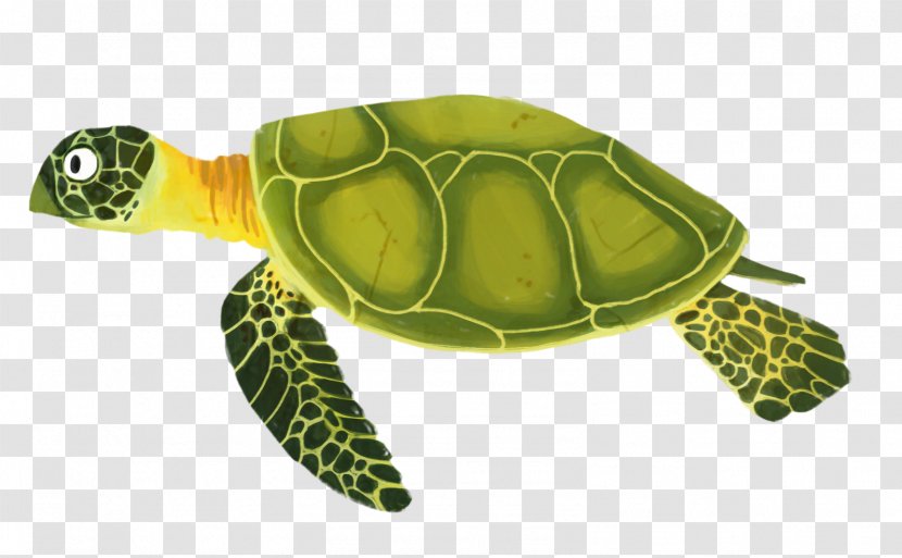 Sea Turtle Background - Red Eared Slider - Trachemys Transparent PNG