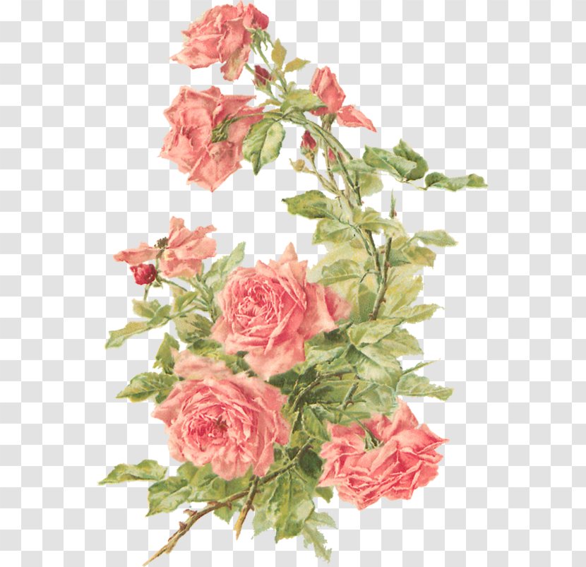 Cut Flowers Rose Floral Design Clip Art - Floristry - Peach Cliparts Background Transparent PNG