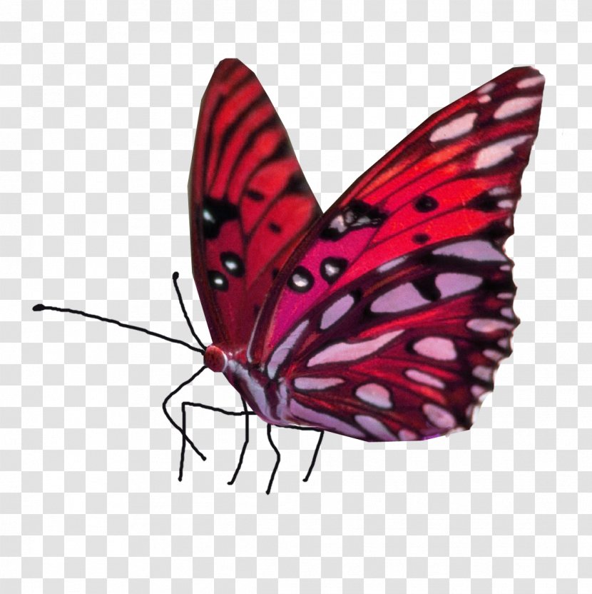 Monarch Butterfly Insect Desktop Wallpaper - Caterpillar Transparent PNG
