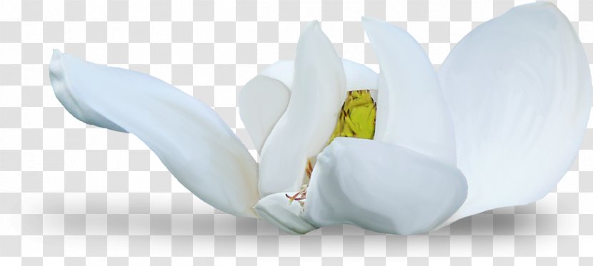 Flowering Plant - Petal - Design Transparent PNG