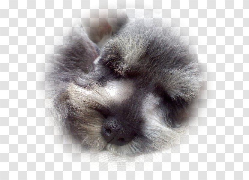 Rex Rabbit Fur Clothing Dog Breed Whiskers - Puppy Transparent PNG