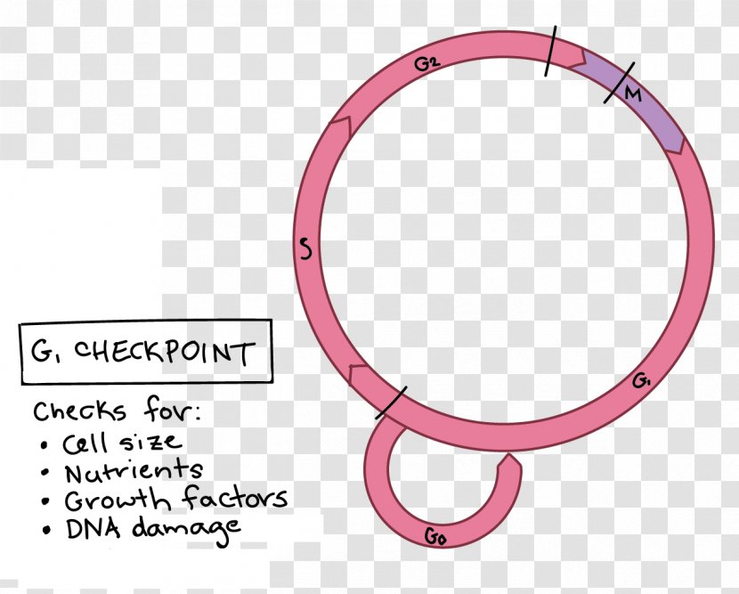 Cell Cycle Checkpoint Mitosis G1 Phase Meiosis - Text Transparent PNG