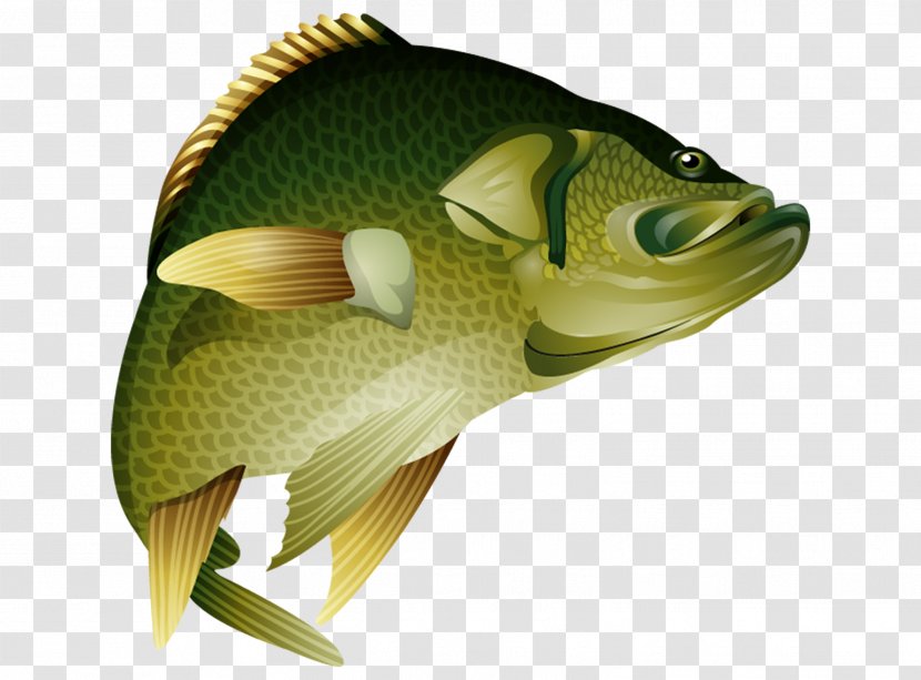 Perch Bass Black Crappie Game Fish Transparent PNG