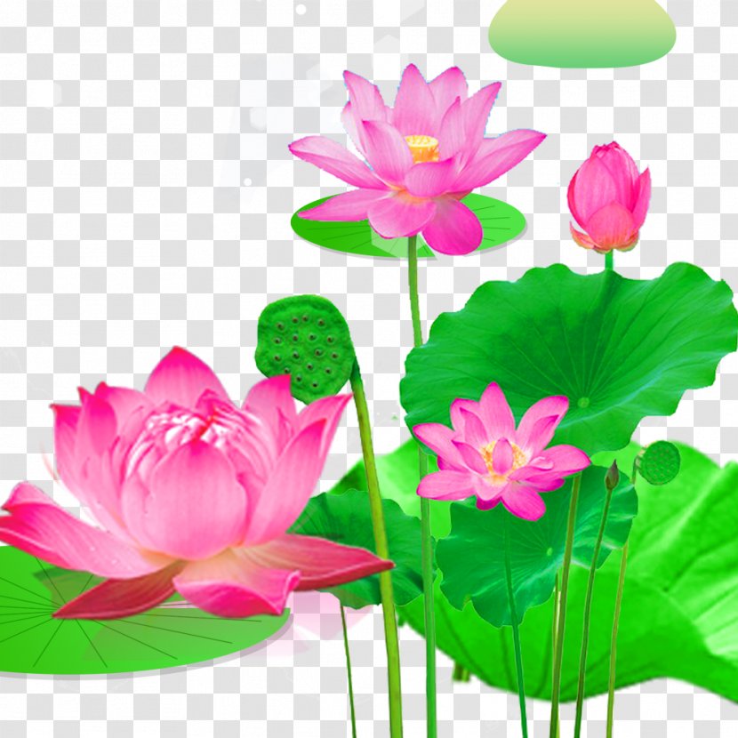 Nelumbo Nucifera Download Lotus Effect - Flowering Plant Transparent PNG