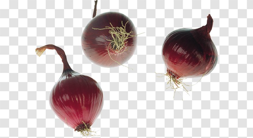 Yellow Onion Shallot Red Clip Art - Author - Megabyte Transparent PNG