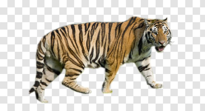 Tiger Internet Media Type Animal Transparent PNG