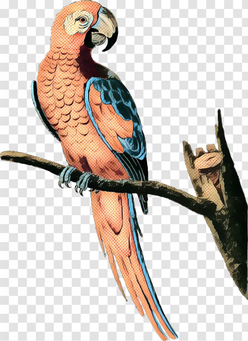 Macaw Parakeet Feather Beak Fauna - Falconiformes Transparent PNG