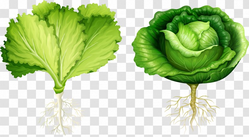 Lettuce Root Vegetable Illustration - Royaltyfree - Vector Hand Painted Vegetables Transparent PNG
