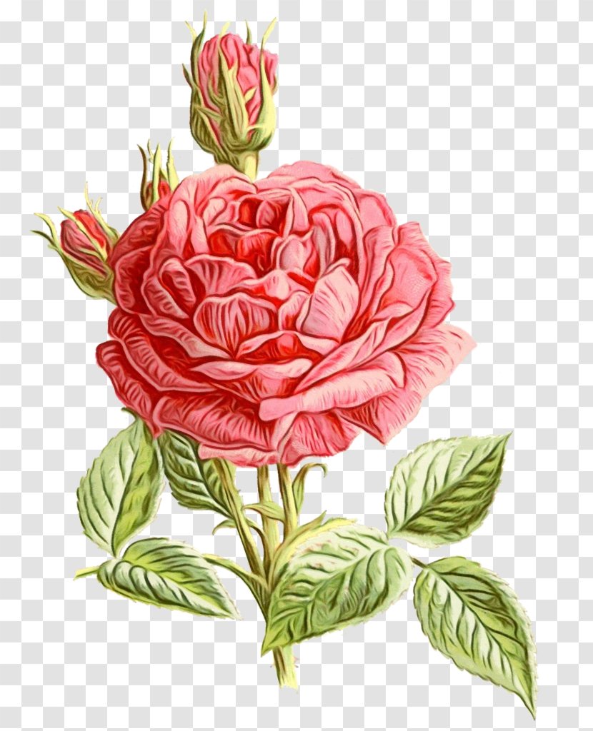Garden Roses - Wet Ink - Cut Flowers Rose Family Transparent PNG